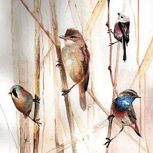 My project in Artistic Watercolor Techniques for Illustrating Birds course. Projekt z dziedziny  Malarstwo i Malowanie akwarelą użytkownika Dorota Martyńska - 30.12.2020
