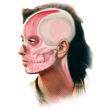 Ilustración Médica-Musculatura facial. Un proyecto de Dibujo anatómico, Ilustración tradicional, Ilustración digital e Infografía de uli martinez - 13.03.2020
