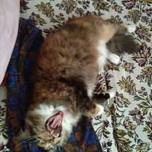The Cat . % Ksenia Muhanova tarafından hazırlanan Yazma projesi - 01.01.2021