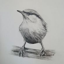 Bird Pencil Drawing with Tones. Watercolor Painting project by Kim Bachar - 01.02.2021
