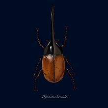 Mi Proyecto del curso: Ilustración científica aplicada al diseño de patrones. Projekt z dziedziny Trad, c i jna ilustracja użytkownika Mario Coto Henríquez - 02.01.2021
