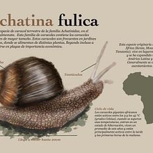 Mi Proyecto del curso: Ilustración naturalista de animales con Procreate. Naturalistic Illustration project by Paula Alejandra López Gutiérrez - 01.03.2021