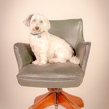 My project in Lifestyle Dog Photography course. Photograph project by Elvin Lam - 01.12.2021