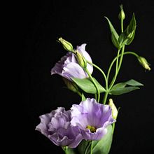 Flores en la oscuridad. Photograph, and Fine-Art Photograph project by Bel Carrillo - 01.03.2021