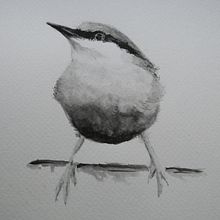 Watercolour of Nuthatch. Watercolor Painting project by Susan Payne - 01.03.2021
