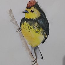 Meu projeto do curso: Técnicas expressivas de aquarela para ilustração de pássaros Ein Projekt aus dem Bereich Bildende Künste von tamar4882 - 04.01.2021