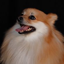 Mi Proyecto del curso: Introducción a la fotografía de perros. Un proyecto de Fotografía, Fotografía de retrato, Fotografía de estudio, Fotografía documental, Fotografía Lifest, le y Fotografía en interiores de ricardo.hernandez.albin - 29.12.2020