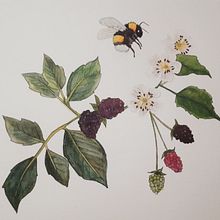 Exploring Water colours. Watercolor Painting project by Emma - 01.05.2021