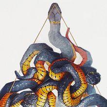 Medusa. Decoração de interiores, Ilustração tradicional e Ilustração naturalista projeto de Viena Bantulà - 09.01.2019