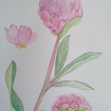 Flores rosadas en acuarela, conceptos botánicos.. Een project van Architectuur, Interactief ontwerp,  Interieurdecoratie, Traditionele illustratie y Aquarelschilderen van Andrea Zamorano R. - 06.01.2021