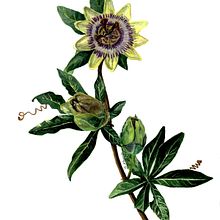 Passion flower - Watercolour practice. Un proyecto de Pintura a la acuarela e Ilustración botánica de Beate Kausch - 07.01.2021