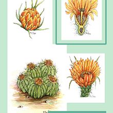 My project in Botanical Watercolor: Illustrate the Anatomy of Flowers course. Botanical Illustration, Traditional illustration, and Watercolor Painting project by Karla Stone - 01.08.2021
