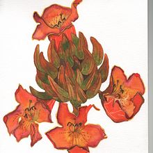 My final project  . Botanical Illustration, and Watercolor Painting project by Julia Cardón - 01.23.2021