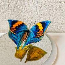 Double-sided 3D embroidery butterfly. Projekt z dziedziny 3D i  Haft użytkownika shan - 01.01.2020