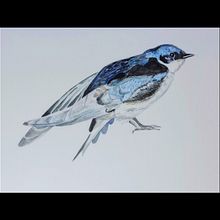 Mi Proyecto del curso: Ilustración naturalista de aves con acuarela. Botanical Illustration project by Frank Murphy - 01.11.2021