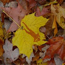 The Fall. Narrative, and Photograph project by Robert Eichinger - 01.12.2021