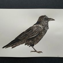 My project in Naturalist Bird Illustration with Watercolors course. Un projet de Aquarelle de Diana Poell - 12.01.2021