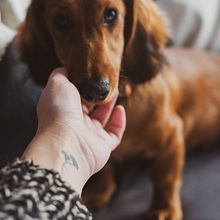 Meu projeto do curso: Fotografia lifestyle de cachorros. Projekt z dziedziny Fotografia użytkownika Maria Correia - 12.01.2021