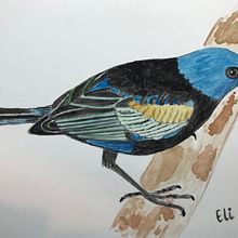 Mi Proyecto del curso: Ilustración naturalista de aves con acuarela. Naturalistic Illustration project by Elizabeth Posada - 01.12.2021