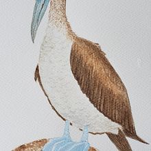 Mi Proyecto del curso: Ilustración naturalista de aves con acuarela. Un progetto di Illustrazione tradizionale, Pittura ad acquerello, Disegno realistico e Illustrazione naturalistica di Begoña Cruz López - 12.01.2021