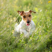 Nova Dog Photography. Photograph project by Patrizia Madiona - 01.13.2021