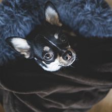 Gizmo - the Great. Photograph project by José Nene Alcauce - 01.14.2021