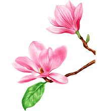 Ilustración magnolia . Ilustrație botanică de Natalia Alfaro Alfaro - 01.14.2021