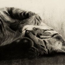 Mi Proyecto final. Projekt z dziedziny  R, sunek art, st i czn użytkownika Alba Estela - 16.01.2021