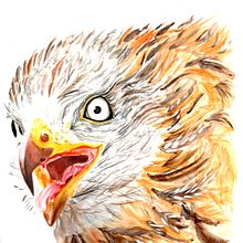 Milano Real en las alturas. Mi Proyecto del curso: Ilustración naturalista de aves con acuarela Ein Projekt aus dem Bereich Traditionelle Illustration von Loli Crespo - 14.01.2021