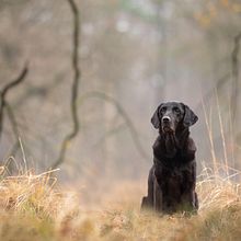 Dogs in nature. Un proyecto de Fotografía de Arienne Mol - 15.01.2021
