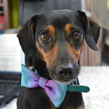 Rocky. Fotografia artística projeto de Andrea Philp Salgado - 17.01.2021