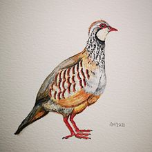 Mi Proyecto del curso: Ilustración naturalista de aves con acuarela . % Anna Martí Ollé tarafından hazırlanan Güzel sanatlar projesi - 01.17.2021