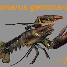Homarus gammarus . Traditional illustration project by Simón Brambila - 01.17.2021