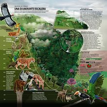 Yungas: Parques Nacionales Marcelo Regalado. Un projet de Infographie de Marcelo Regalado - 17.01.2018