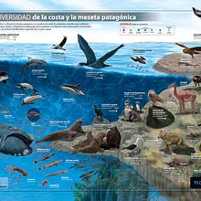 Infografía ecosistema costa patogénica. Infographics project by Marcelo Regalado - 01.18.2018