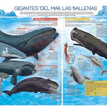 Infografía Las ballenas Marcelo Regalado. Un projet de Infographie de Marcelo Regalado - 17.01.2019