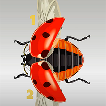 Vaquita de San Antonio. Un projet de Animation 2D de Marcelo Regalado - 18.01.2017