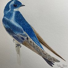 Mi Proyecto del curso: Ilustración naturalista de aves con acuarela. Watercolor Painting project by Pilar Blasco Martínez - 01.18.2021