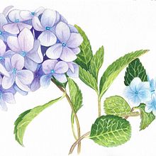 My project in Botanical Illustration with Watercolors course. Watercolor Painting project by lenka_csandova - 01.18.2021