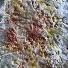 Mi Proyecto del curso: Impresión botánica en textil y papel . % Sabina Alegria Rodriguez Correa tarafından hazırlanan Tekstil Bo, Ve ama projesi - 01.18.2021