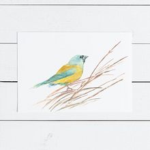 Aves de la Patagonia en Acuarela. Traditional illustration, and Watercolor Painting project by Nadia Altaparro - 01.19.2021