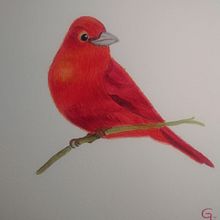 Mi Proyecto del curso: Ilustración naturalista de aves con acuarela. Naturalistic Illustration project by Lupita Lucio - 01.19.2021