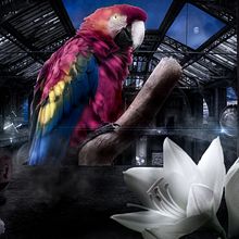 Guacamayo Escarlata: Secretos del fotomontaje y el retoque creativo. Un proyecto de Animación, Animación 2D y Composición fotográfica de Salomón Wilson - 21.01.2021