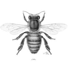 Abeja doméstica (Apis mellifera) Ein Projekt aus dem Bereich Traditionelle Illustration und Illustration mit Tinte von Julia Rouaux - 20.09.2017