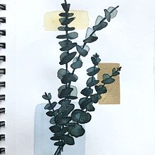 Eucalyptus. Un progetto di Pittura ad acquerello di Audrey Normand - 22.01.2021