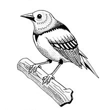 My project in Blackwork Tattoo Design course. Un proyecto de Diseño, Ilustración con tinta y Diseño de tatuajes de Guilherme Blesio - 25.01.2021