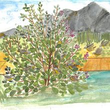 final edit on my project... so sad to end this course!. Traditional illustration project by Margaret Phillips - 05.04.2021