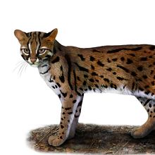 Gato de bengala (Prionailurus bengalensis) Ein Projekt aus dem Bereich Editorial Illustration und Digitale Illustration von Julia Rouaux - 20.09.2016