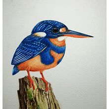 Indigo-banded Kingfisher. 2D Animation project by Ternel Telesforo - 01.26.2021