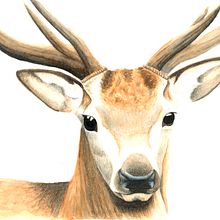 Ilustración Ciervo Ein Projekt aus dem Bereich Porträtzeichnung, Traditionelle Illustration und Aquarellmalerei von Verónica Mesa - 26.01.2021